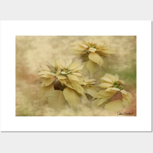 Cream Colored Poinsettias Digital Art Posters and Art